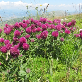 Trifolium alpestre