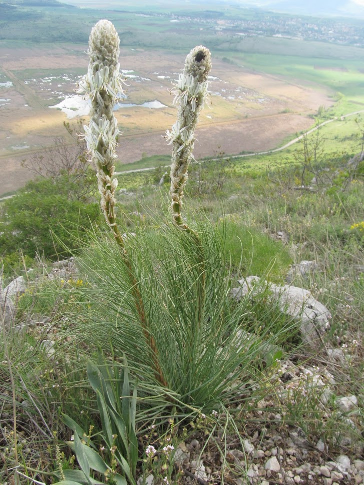 Asphodeline taurica