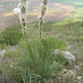 Asphodeline taurica