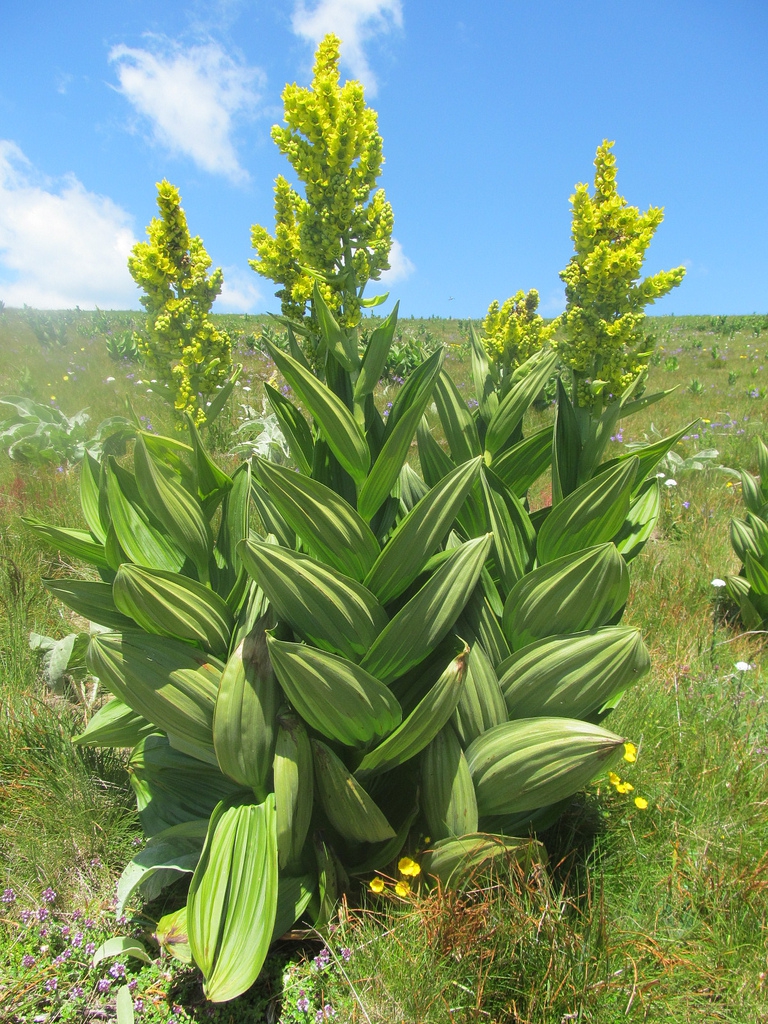 Veratrum album