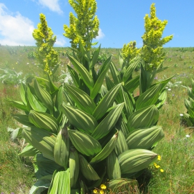 Veratrum album