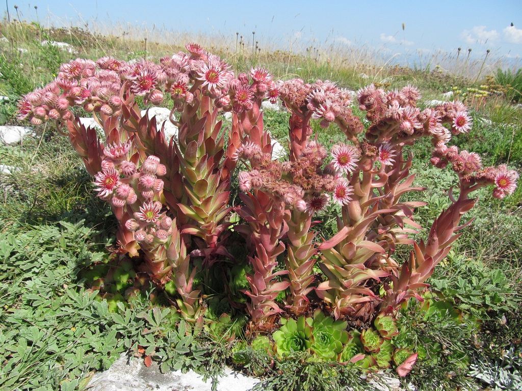 Sempervivum marmoreum