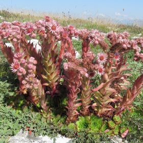 Sempervivum marmoreum