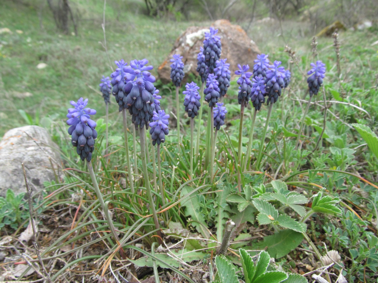 Muscari neglectum