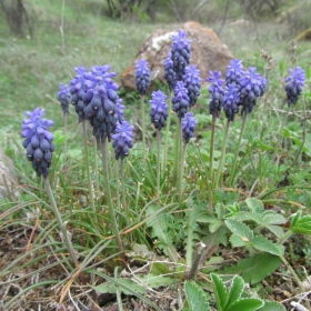 Muscari neglectum