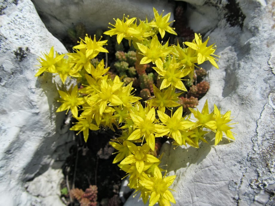 Sedum acre