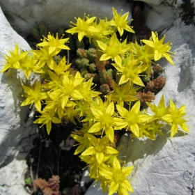 Sedum acre
