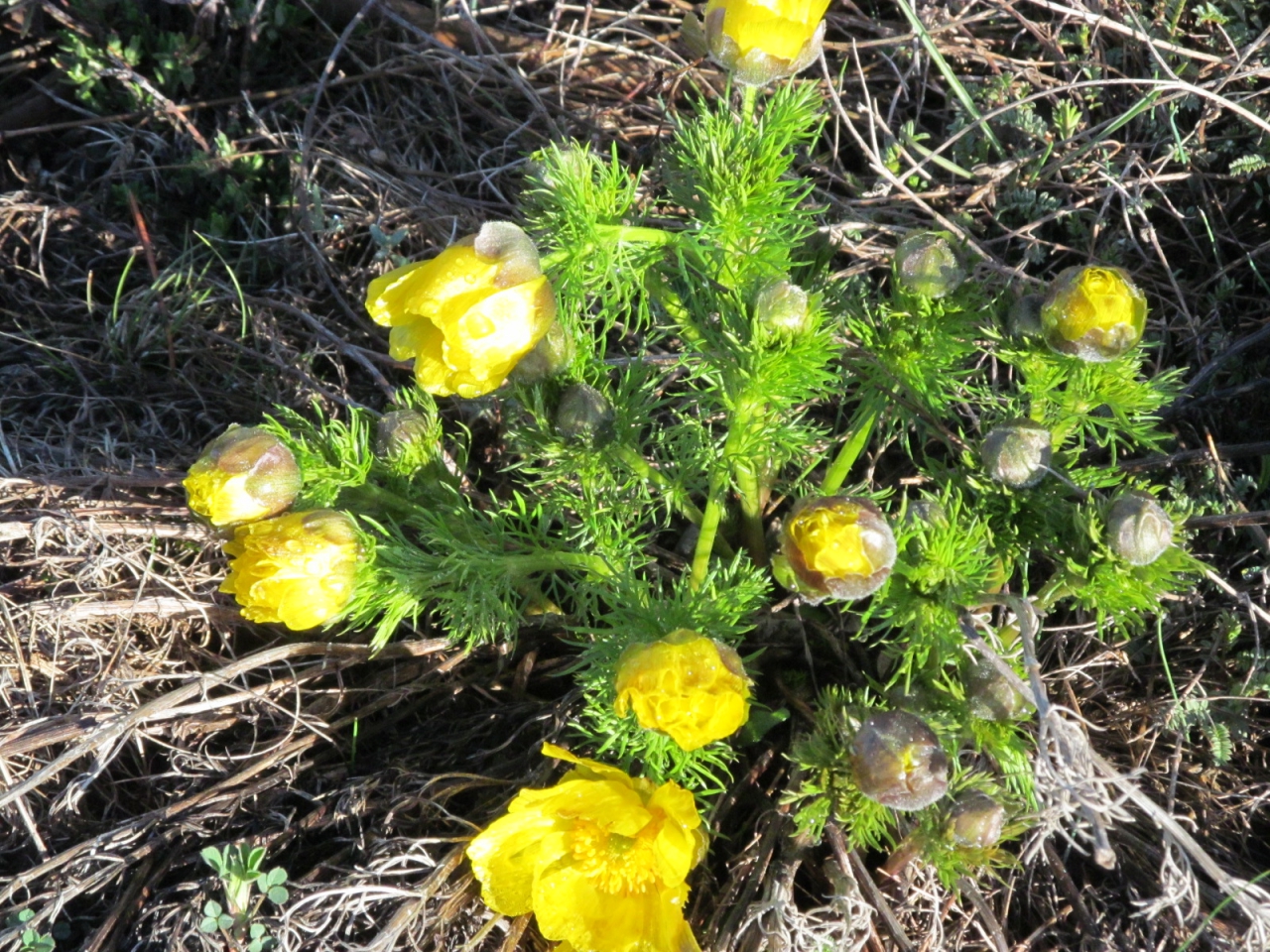 Adonis vernalis