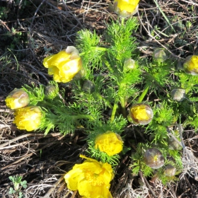 Adonis vernalis