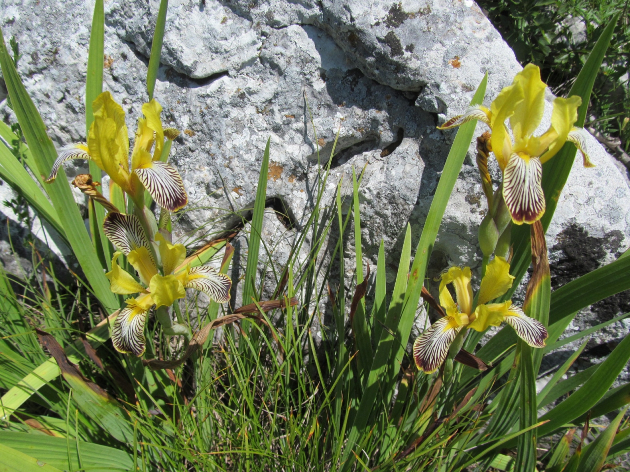 Iris variegata