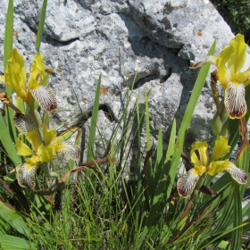 Iris variegata