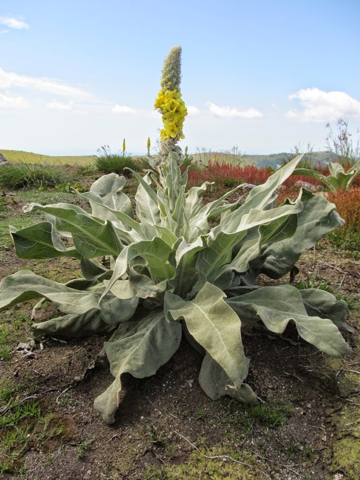 Verbascum longifolium