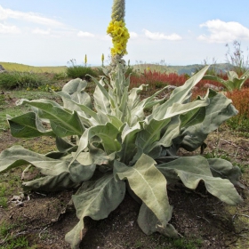 Verbascum longifolium