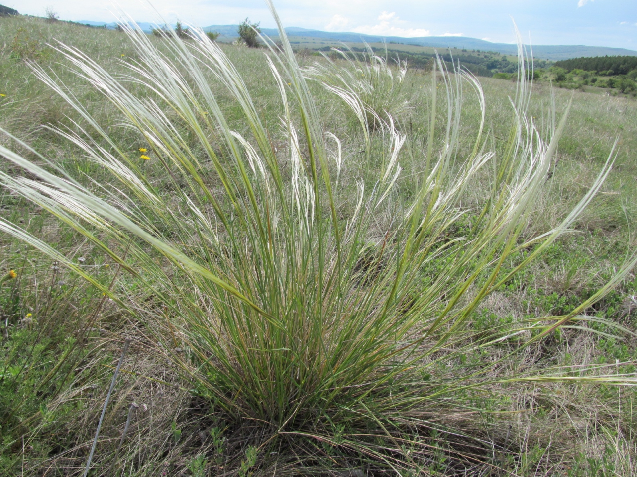 Stipa pennata