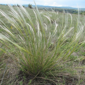 Stipa pennata