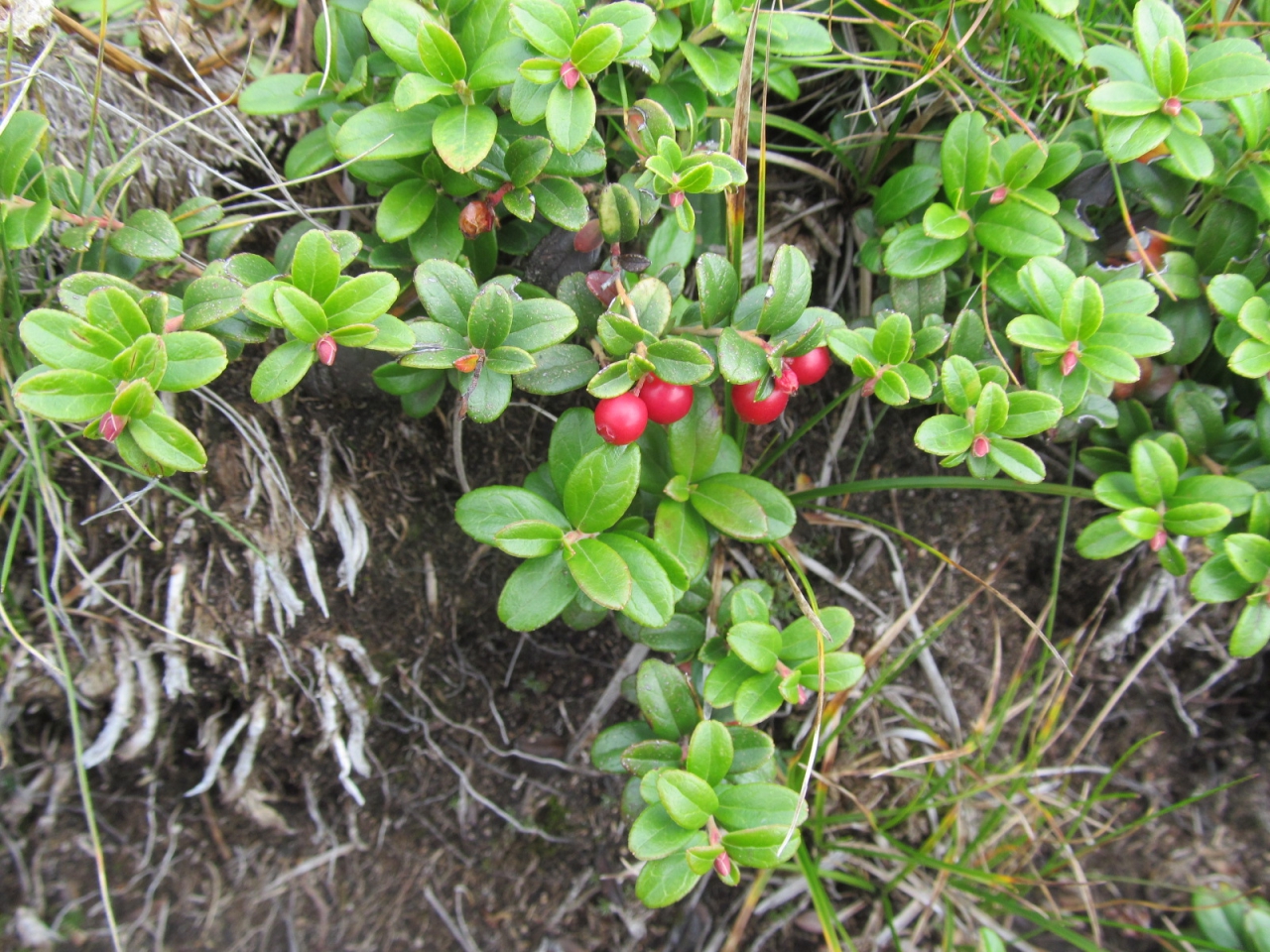 Vaccinium vitis-idaea