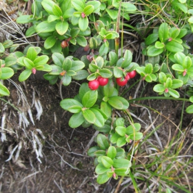 Vaccinium vitis-idaea