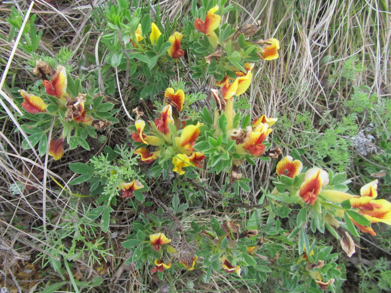 Cytisus hirsutus