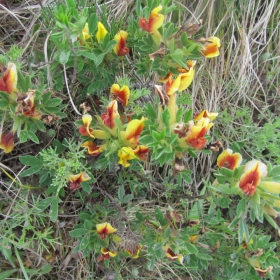 Cytisus hirsutus