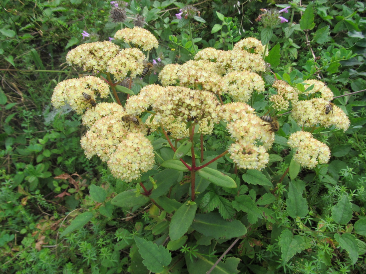 Sedum telephium