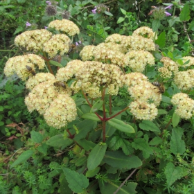 Sedum telephium