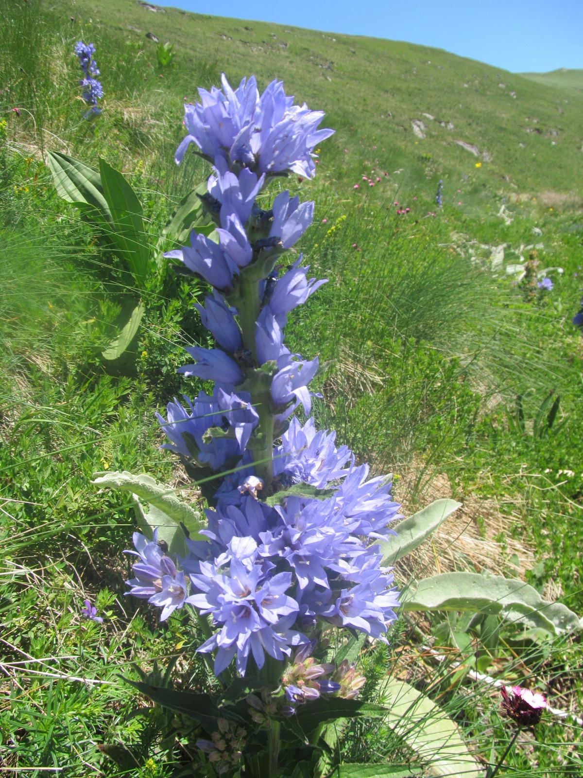 Campanula moesiaca