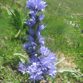 Campanula moesiaca