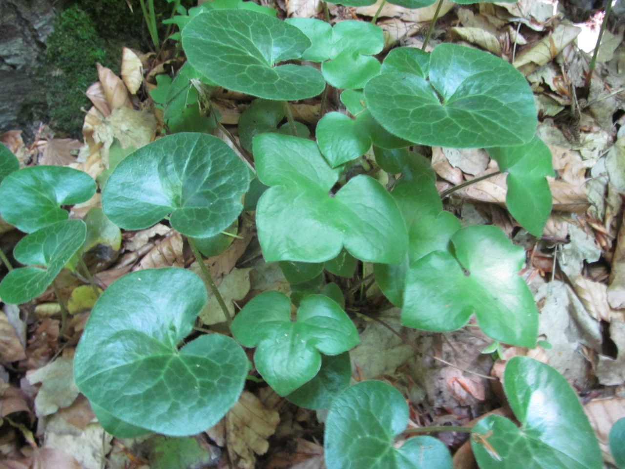 Asarum europaeum