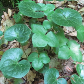 Asarum europaeum