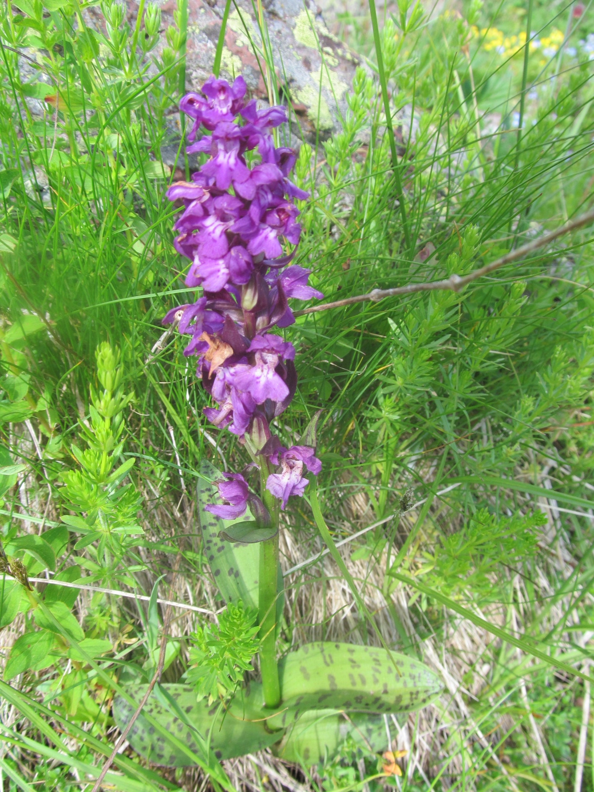 Orchis mascula