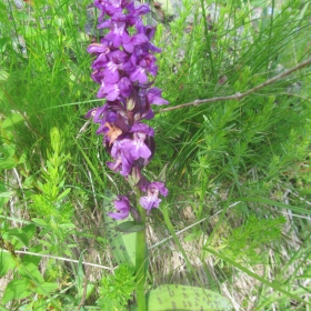 Orchis mascula