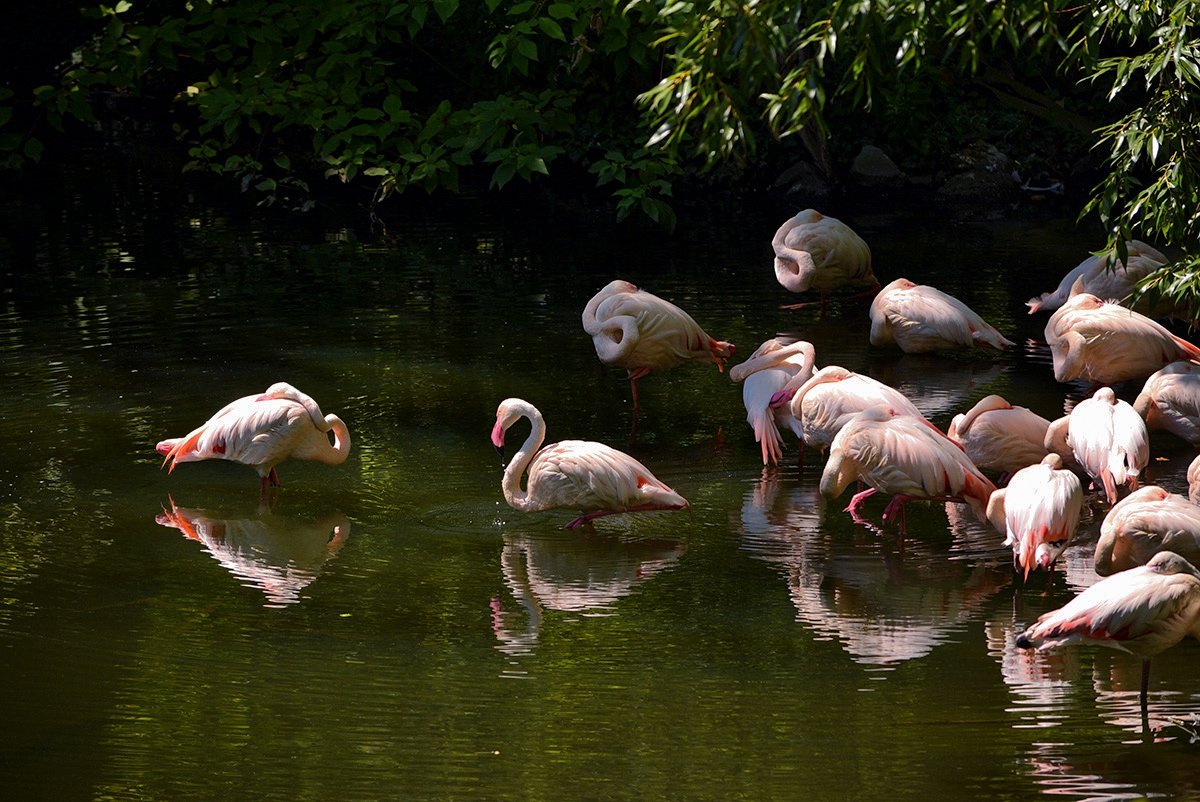 Следобедна дрямка.......Chilean Flamingo