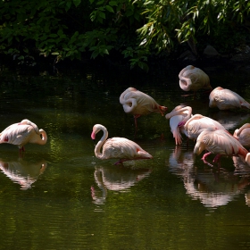 Следобедна дрямка.......Chilean Flamingo