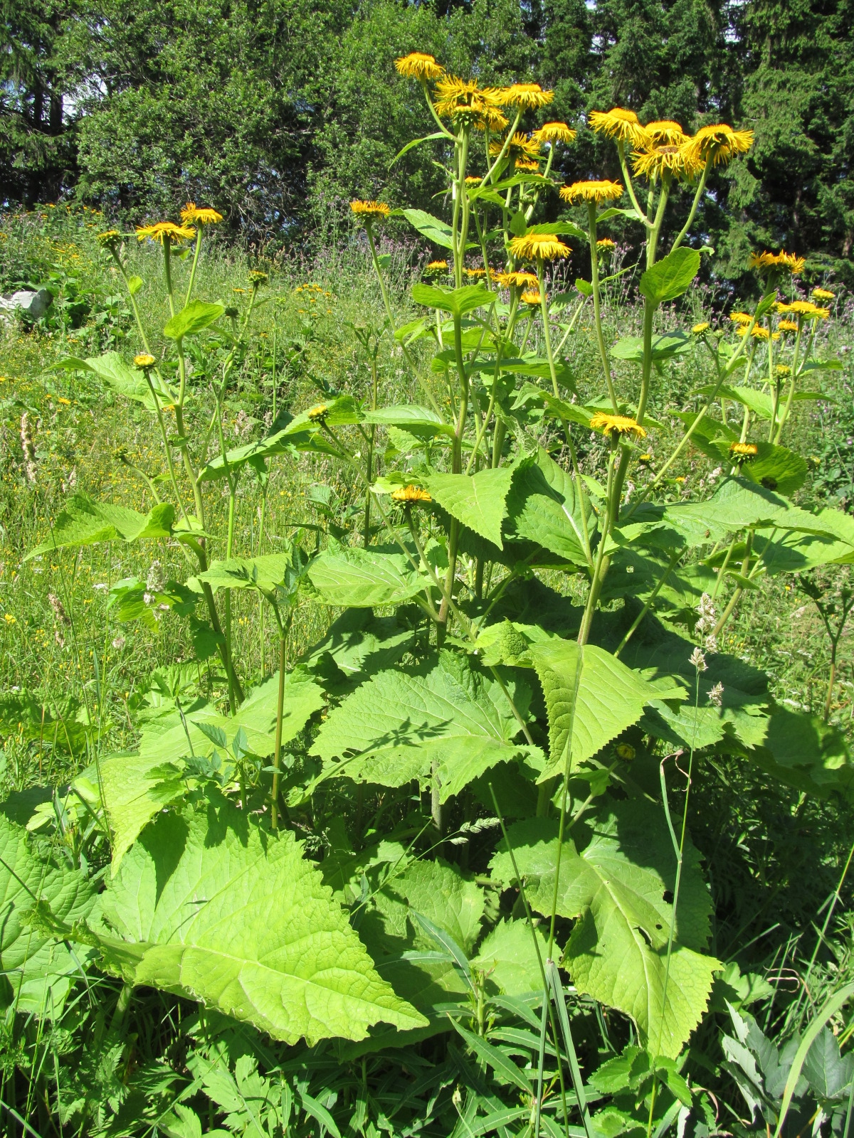 Telekia speciosa