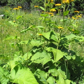 Telekia speciosa