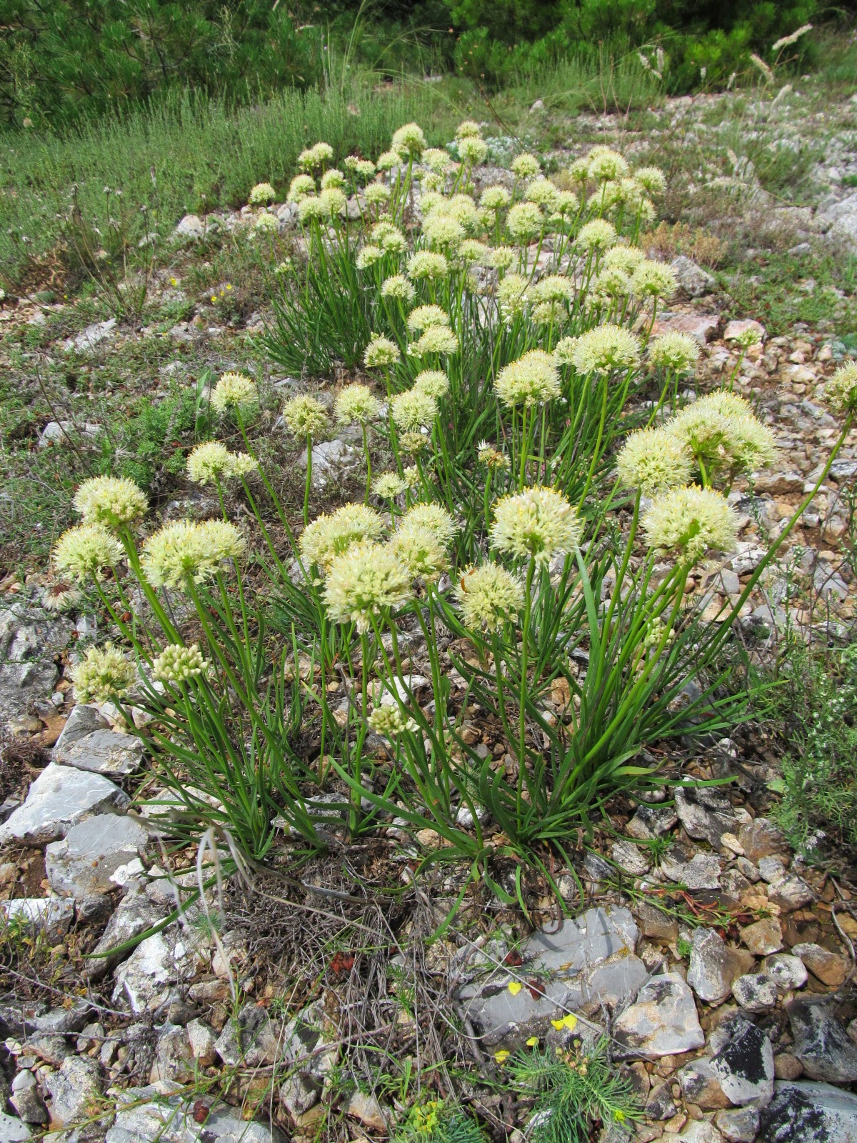 Allium albidum