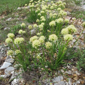 Allium albidum