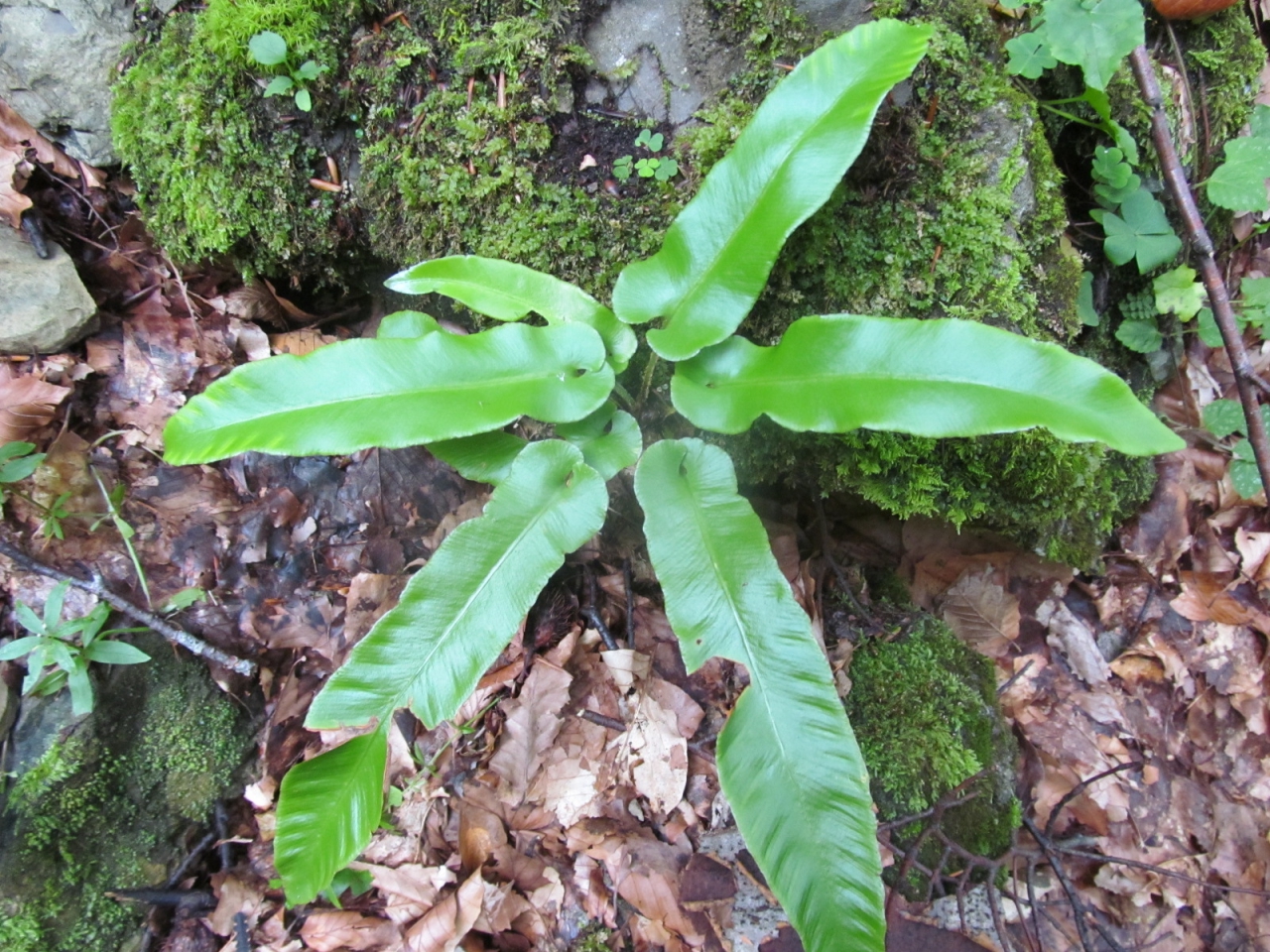 Asplenium scolopendrium