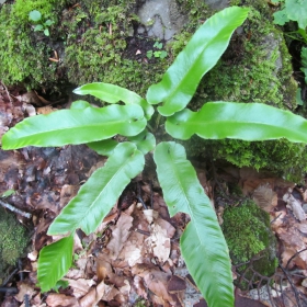 Asplenium scolopendrium