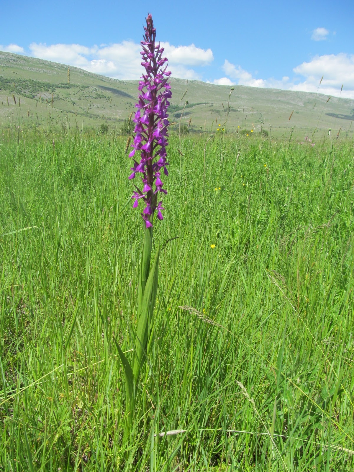 Orchis elegans