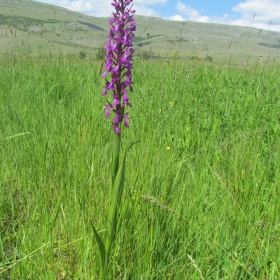 Orchis elegans