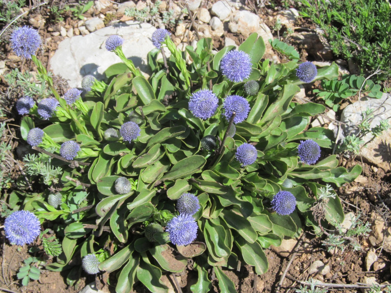 Globularia aphyllanthes