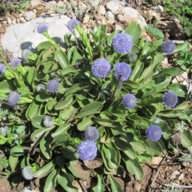 Globularia aphyllanthes