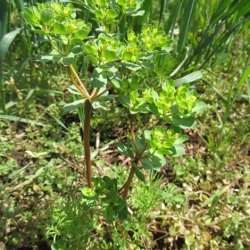 Euphorbia helioscopia