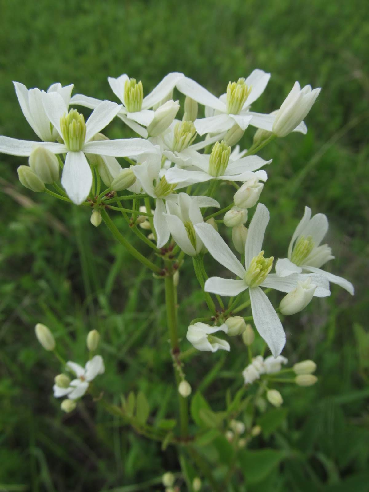 Clematis recta