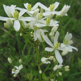 Clematis recta