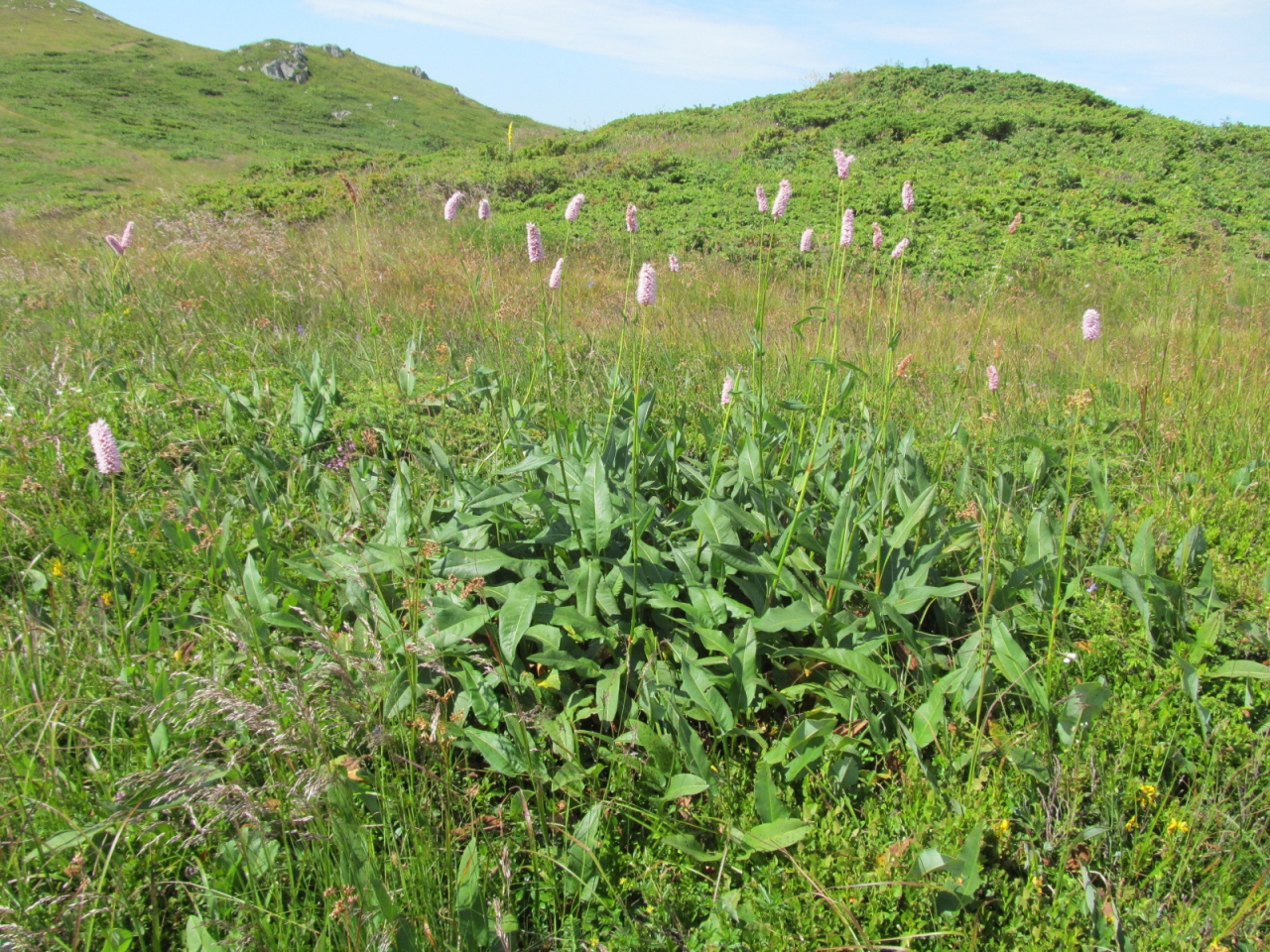 Polygonum bistorta