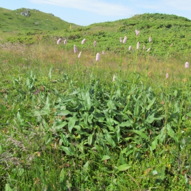 Polygonum bistorta