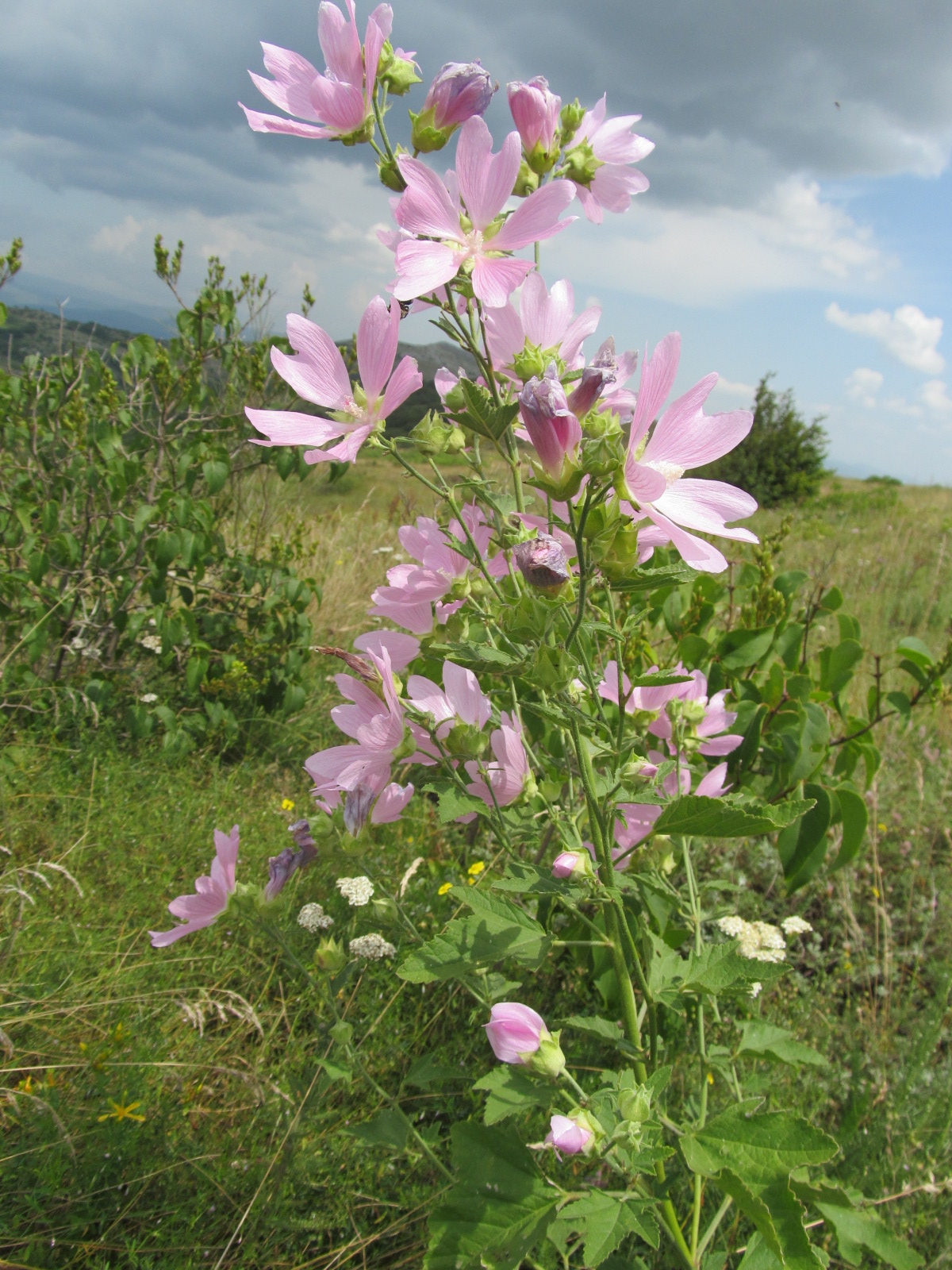 Malva alcea