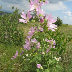 Malva alcea